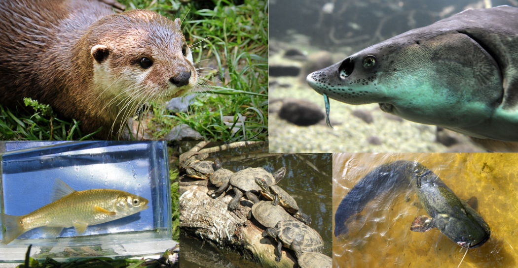 vecchi e nuovi abitanti del Tevere. in senso orario da sinistra in alto: lontra europea, storione comune, pesce siluro, tartaruga palustre americana, cavedano etrusco.