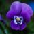 Viola da cui si estrae l'essenza di Violetta 