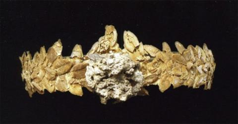Crepereia tryphaena clearance